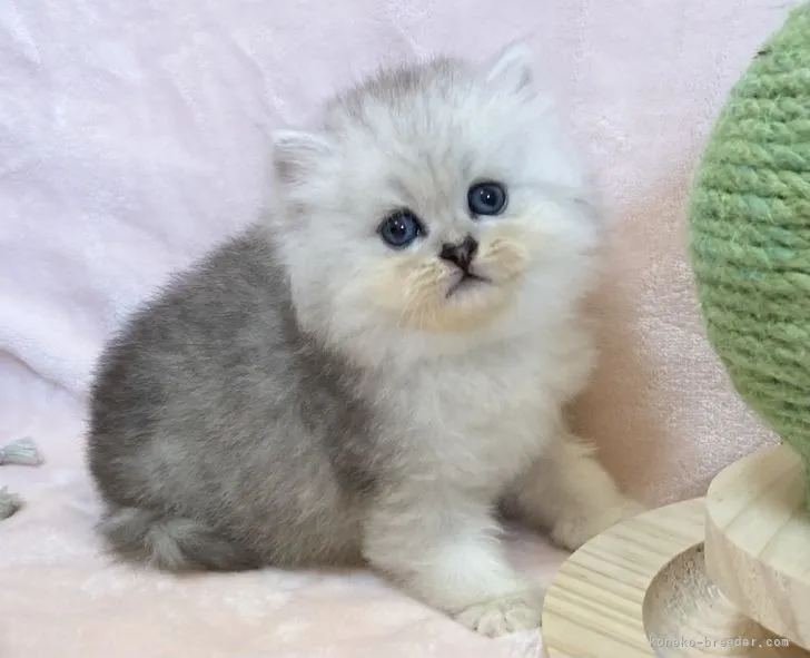 ID：2204-01228の子猫