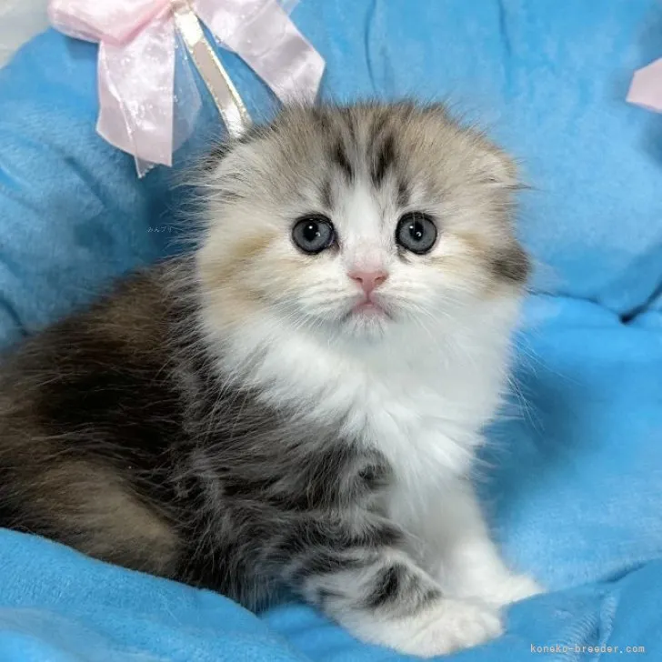 ID:2309-01587の子猫