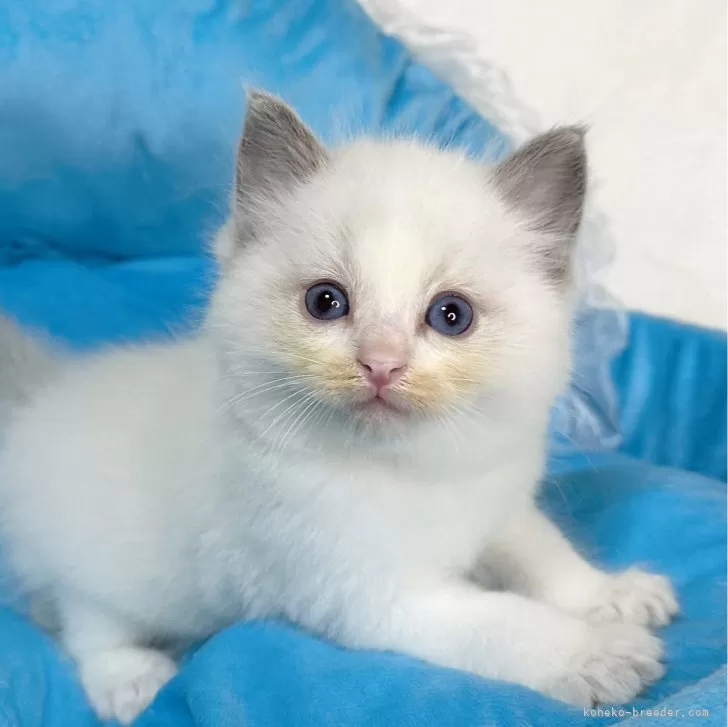 ID：2405-00792の子猫