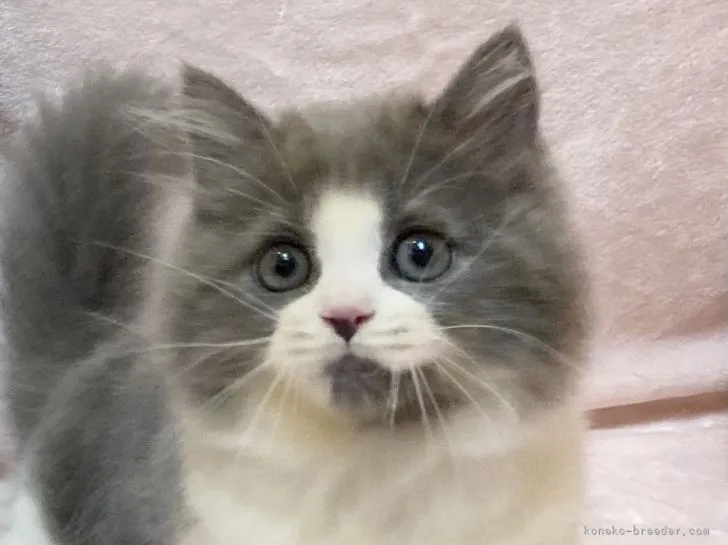 ID：2111-02124の子猫