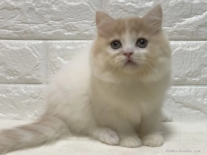 ID:2102-01055の子猫