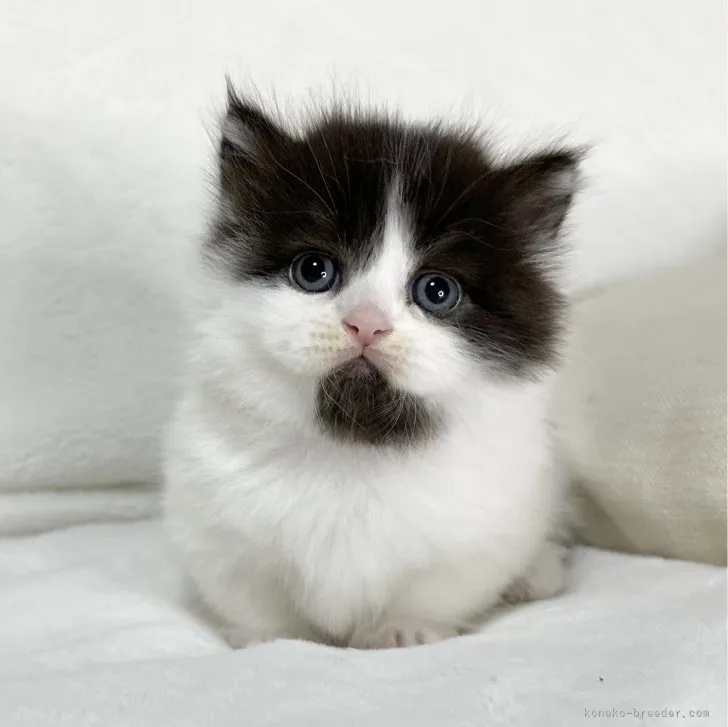 ID：2308-00120の子猫