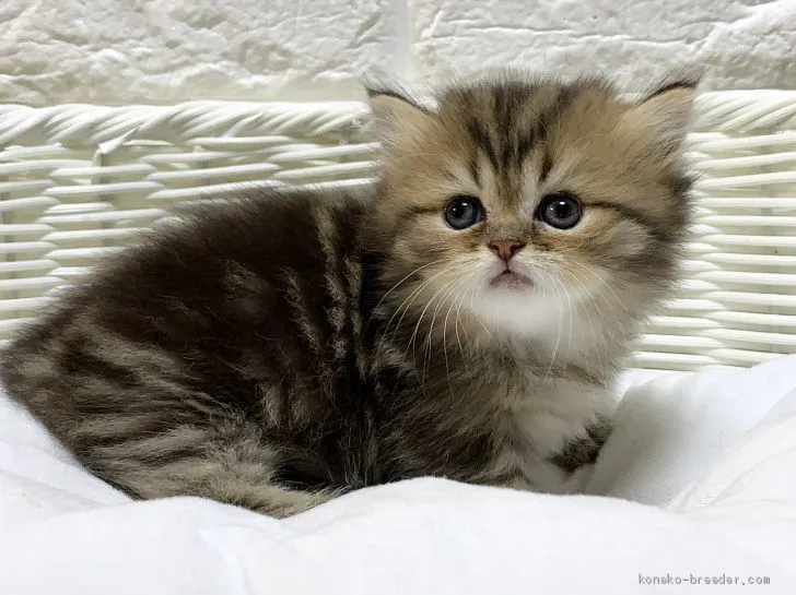 ID:2010-00683の子猫