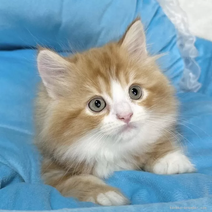 ID：2407-02064の子猫