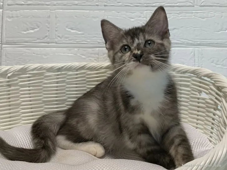 ID：2107-00250の子猫