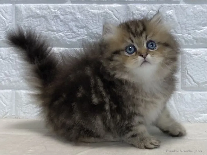 ID：2107-00674の子猫