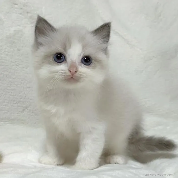 ID：2301-02290の子猫