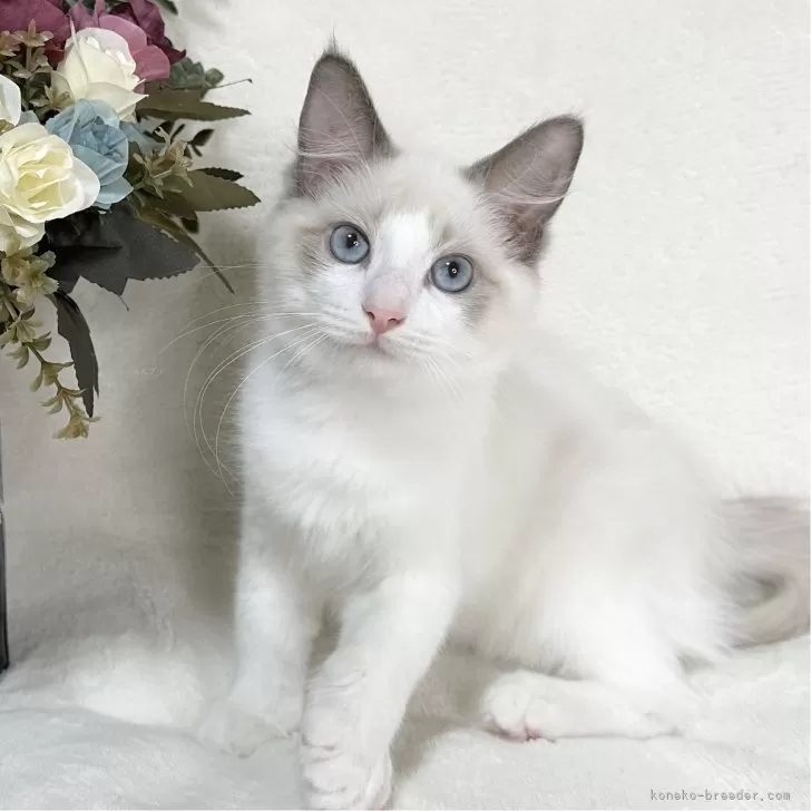 ID:2409-01877の子猫