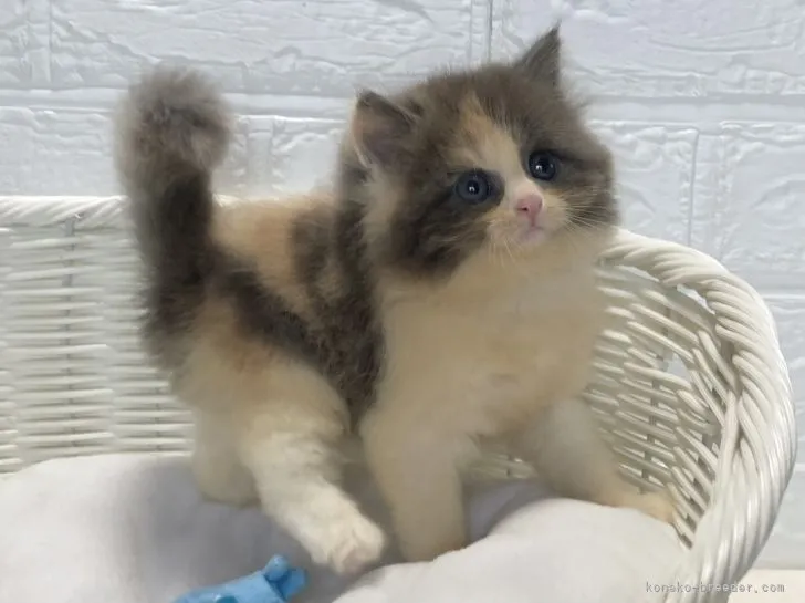 ID：2110-01706の子猫