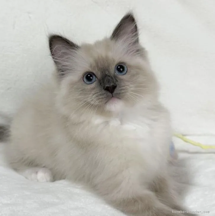 M.K 様のお迎えした子猫