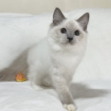 ラグドール【愛知県・男の子・2022年12月15日・ブルーポイントミテッド】の写真「甘えん坊な性格で癒されます🌱✨」