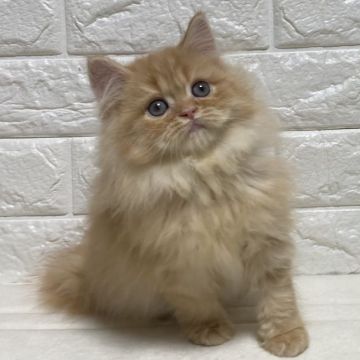 ミヌエット【愛知県・女の子・2020年11月25日・レッドタビー】の写真「可愛らしい性格です♡」