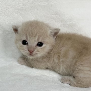 マンチカン(短足)【愛知県・男の子・2024年1月9日・クリームタビー（ショートヘア）】の写真「毛色から癒し系なマンチベビーたち🍼」