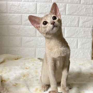 アビシニアン【愛知県・女の子・2020年9月9日・フォーン】の写真「甘えっ子な1人娘♡」