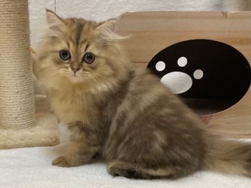 ミヌエット【愛知県・男の子・2020年12月13日・ブラウンタビー】の写真「ふわっふわで甘えん坊♡長足くん(^o^)/」