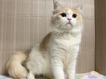 マンチカン(長足)【愛知県・男の子・2020年2月2日・クリーム&ホワイト】の写真「人懐っこい性格でかわいい♡」