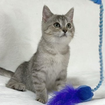 ラグドール×スコティッシュフォールド【愛知県・男の子・2022年11月22日・シルバータビー】の写真「人懐っこい性格です🐈むちむちショートヘア✨」
