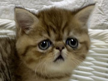 ミヌエット【愛知県・男の子・2020年9月2日・シェーデッドゴールデン】の写真「まん丸なつぶれ顔がキュート♡」