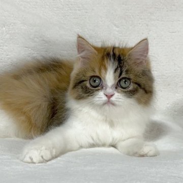 ミヌエット(長足)【愛知県・女の子・2023年2月24日・ブラウンパッチドタビー&ホワイト】の写真「おっとりなところが魅力的😊💕」