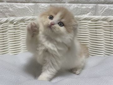 スコティッシュフォールド(折れ耳)【愛知県・女の子・2020年12月27日・クリーム&ホワイト】の写真「まだまだ赤ちゃん♡」