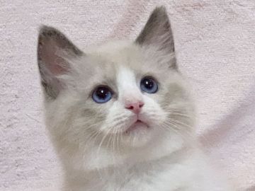 ラグドール【愛知県・男の子・2021年9月29日・ブルーポイントバイカラー】の写真「八われがキレイ🐈‍⬛✨」