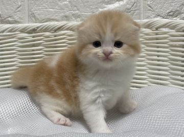 スコティッシュフォールド(折れ耳)【愛知県・男の子・2020年12月27日・レッド&ホワイト】の写真「まだまだ赤ちゃん♡」