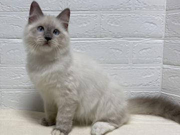 ラグドール【愛知県・男の子・2020年11月20日・ブルーポイントミテッド】の写真「性格の良い男の子です♡」