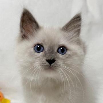 ラグドール【愛知県・男の子・2022年11月1日・ブルーポイントミテッド】の写真「とってもお利口さん😊✨」