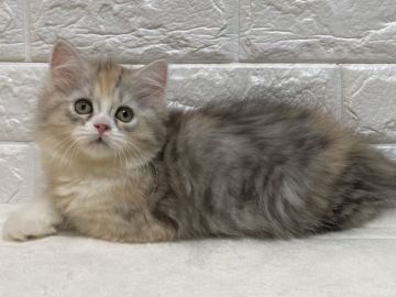 スコティッシュフォールド(立ち耳)【愛知県・女の子・2020年11月30日・ブラウンパッチドタビー&ホワイト】の写真「愛くるしいふわもこちゃん♡」