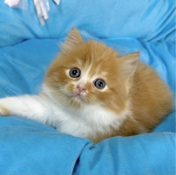 スコティッシュフォールド(立ち耳)【愛知県・女の子・2024年5月22日・レッドタビー&ホワイト（ロングヘアー）】の写真「おっとりさんです✨」