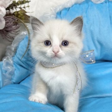 ラグドール【愛知県・女の子・2023年10月2日・ブルーポイントバイカラー】の写真「🎀の色はラベンダーです✨」