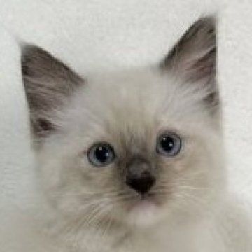 ラグドール【愛知県・女の子・2023年2月28日・ブルーポイントミテッド】の写真「癒し系で明るい性格です✨」