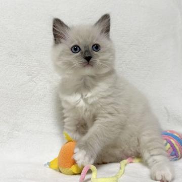 ラグドール【愛知県・女の子・2022年11月6日・ブルーポイントミテッド】の写真「タレ目で可愛い❤️おもちゃに興味津々です♪」