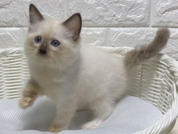 ラグドール【愛知県・男の子・2021年1月6日・シールポイントミテッド】の写真「愛くるしい♡遊ぶの大好き！」
