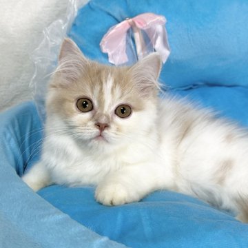 スコティッシュフォールド(立ち耳)【愛知県・女の子・2024年2月7日・クリーム&ホワイト（ロングヘア）】の写真「ちょっぴりビビりな甘えん坊☺️」