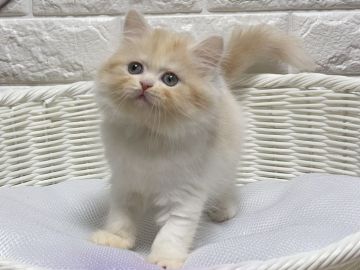 スコティッシュフォールド(立ち耳)【愛知県・女の子・2020年11月30日・カメオタビー&ホワイト】の写真「愛くるしいふわもこちゃん♡」