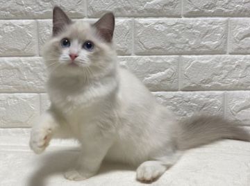 ラグドール【愛知県・女の子・2020年11月2日・ブルーポイントバイカラー】の写真「素敵なバイカラーちゃん」