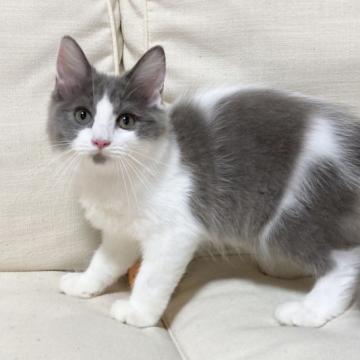 ラグドール×スコティッシュフォールド【愛知県・女の子・2022年5月15日・ブルー&ホワイト（ロングヘア）】の写真「人懐っこい性格です！」