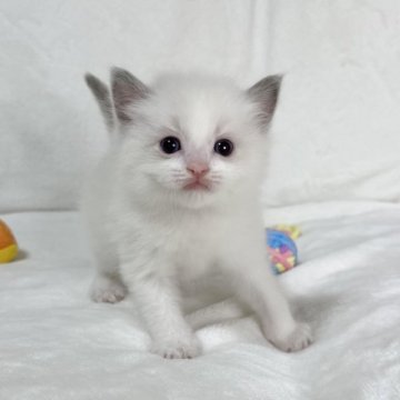 ラグドール【愛知県・男の子・2023年2月22日・ブルーポイントバイカラー】の写真「目が合うと近寄ってきてくれます♪」