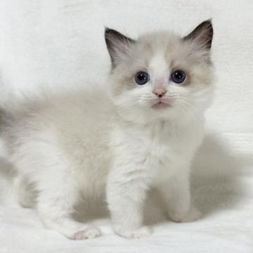 ラグドール【愛知県・女の子・2022年12月20日・シールポイントバイカラー】の写真「人懐っこく成長中💕ご予約いただいています🌱」