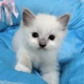 ラグドール【愛知県・女の子・2024年4月15日・ブルーポイントミテッド】の写真1