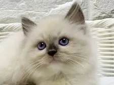 ラグドール【愛知県・女の子・2020年8月31日・ブルーポイントミテッド】の写真1