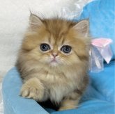 ペルシャ(チンチラ)