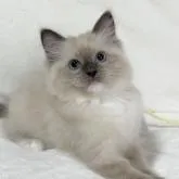 ラグドール【愛知県・男の子・2022年11月5日・ブルーポイントミテッド】の写真1