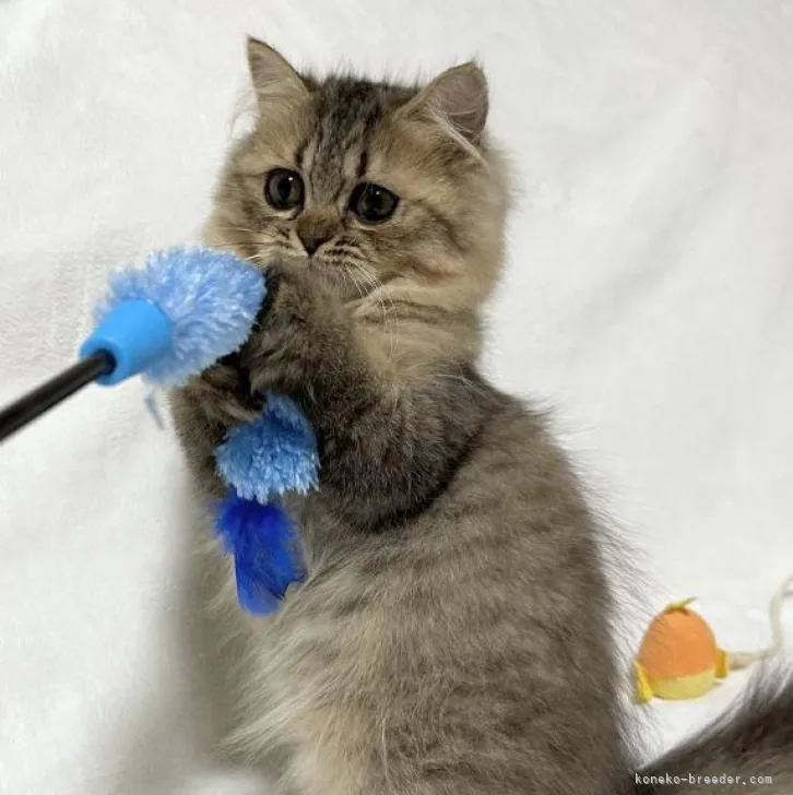 まな 様のお迎えした子猫