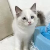 ラグドール【愛知県・男の子・2024年2月29日・ブルーポイントバイカラー】の写真2