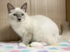 ラグドール【愛知県・男の子・2020年6月25日・ブルーポイントミテッド】の写真2