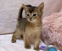 アビシニアン【愛知県・男の子・2021年10月11日・ルディ】の写真2「凛々しい✨」