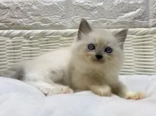 ラグドール【愛知県・女の子・2020年9月7日・ブルーポイントミテッド】の写真3