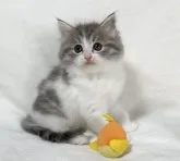 ラグドール×スコティッシュフォールド【愛知県・男の子・2023年2月25日・ブルータビー&ホワイト】の写真3